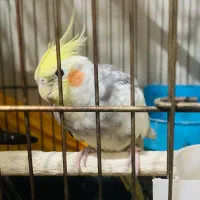 عروس هلندی