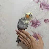 عروس هلندی دستی سیامون