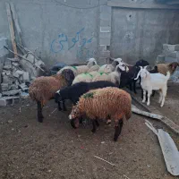 بره گوسفند|حیوانات مزرعه|رامیان, |دیوار