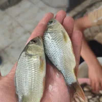 ماهی کپور غزل|ماهی|قم, یخچال قاضی|دیوار