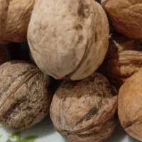 خشکبار|خوردنی و آشامیدنی|مراغه, |دیوار