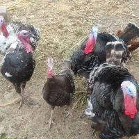 بوقلمون نر تخم گذار