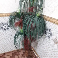 دکوری نخل|گل مصنوعی|نسیمشهر, |دیوار