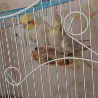 یک جفت عروس هلندی