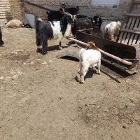 ۱۶ عدد بز دو قلو زا