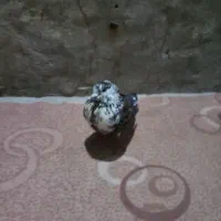 کبوتر