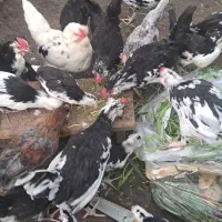 تعدادی مرغ گلین پنگوئن ونیمچه فروشی|حیوانات مزرعه|اصفهان, باغ فدک|دیوار