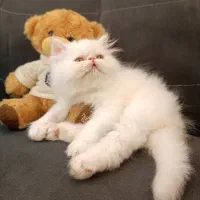 گربه پرشین اصیل