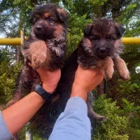 سگ ژرمن شپردشولاین موکلاسیک کینگ شاه توله(نروماده)|سگ|تهران, وردآورد|دیوار