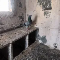 سبز المانی