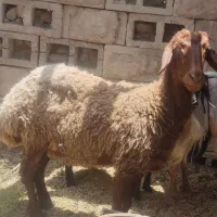 میش افشار
