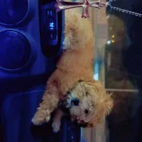 شیتزو سوپر فلت