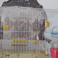 یک جفت قناری|پرنده|برخوار, |دیوار