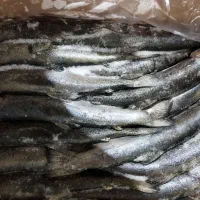 ماهی قزل آلای رنگین کمان منجمد