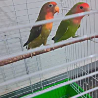 جفت طوطی برزیلی