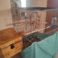 عروس هلندی نر و ماده تخم گذار|پرنده|همدان, |دیوار