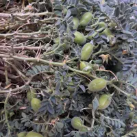 یک عدد کارگر برای نخود چیدن دارم