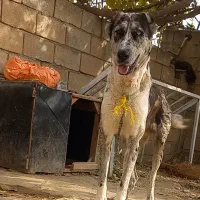 گریدین الابای