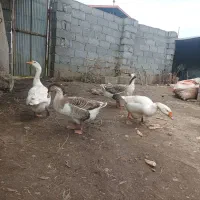 قو غاز اکراینی و اردک اسراییلی نر