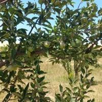 باغ سیب ۳۲۰۰متر در آذربایجان غربی)فروش فوری(