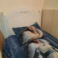 روتختی نو ترک