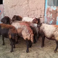 ۶ راس میش داشتی و ۴ راس بره ریز قلم پشم شیر|حیوانات مزرعه|نیشابور, شهرک فرهنگیان|دیوار