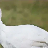 اعددبوقلمون ماده ۱۶۰۰۰۰۰تومان