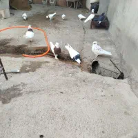 فروشی|پرنده|گتوند, |دیوار