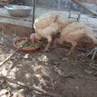 بوقلمون