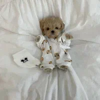 پو پو نژاد ایده آل . توله سگ مالتیپو ۵ م|سگ|تهران, وردآورد|دیوار