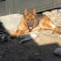 سگ ژرمن کلاسیک