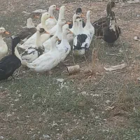 15عدد اردک محلی