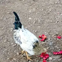 فروش 7عدد خروس محلی سالم|حیوانات مزرعه|بیستون, |دیوار