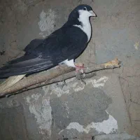 کفتر معاوضه