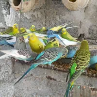 پرنده مرغ عشق|پرنده|میناب, |دیوار