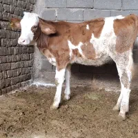 گوساله