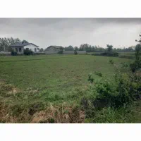 زمین شالی سند تک برگ داخل طرح