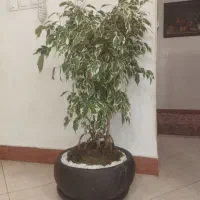 بنجامین بونسای سه تایی|گل و گیاه طبیعی|فردیس, خیام شرقی|دیوار