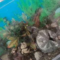 آکواریوم|ماهی|زابل, |دیوار