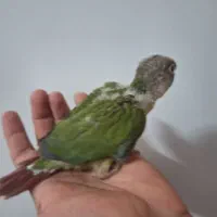 جوجه گرینچیک اناناسی سرلاکی دستی