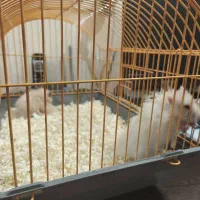 همستر|موش و خرگوش|ری, دیلمان|دیوار