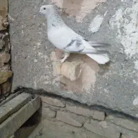 شامی دم سفید