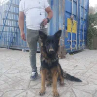 معاوضه ژرمن ماده|سگ|صباشهر, |دیوار