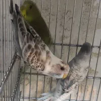 مرغ عشق و عروس هلندی|پرنده|مرودشت, ابوذر شمالی‎|دیوار