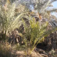 پاجوش سعمران هسته بلند