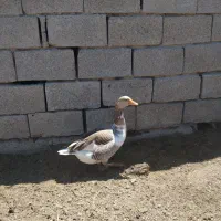 یک عدد اوردک سالم خوش خوراک