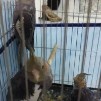 سه عدد عروس با وسایل|پرنده|قم, دروازه ری|دیوار