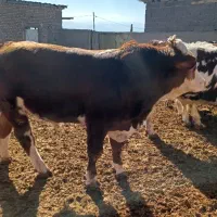 گوساله چاق سیمیتال