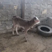 فروش گاو شیری با گوساله ی نر|حیوانات مزرعه|قشم, |دیوار
