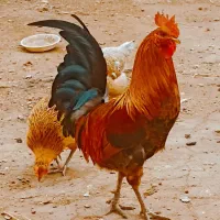 گلین لری